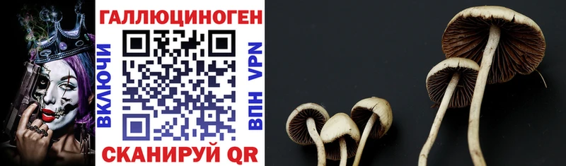 Галлюциногенные грибы Psilocybe  Островной 